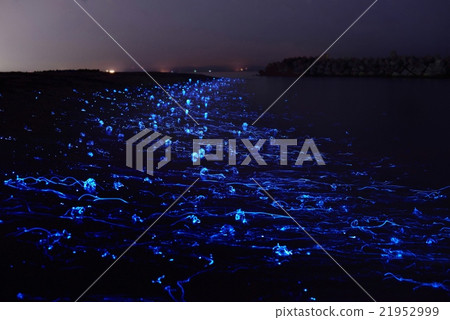 熱投擲螢火蟲 21952999