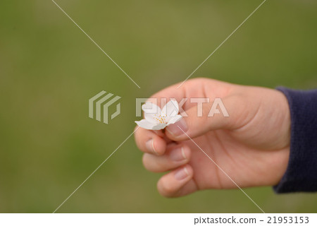 Feel the spring with the cherry blossoms in hand Feel the spring with the cherry blossoms in hand 21953153