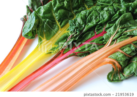 瑞士甜菜 瑞士甜菜 21953619