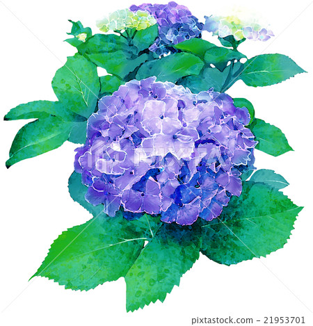 繡球花_水彩觸摸_藍色 繡球花_水彩觸摸_藍色 21953701