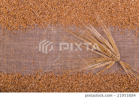 Wheat grains with ears on a light sacking Wheat grains with ears on a light sacking 21953884