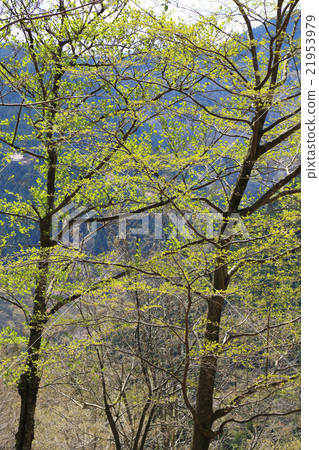 fresh green forest 21953979