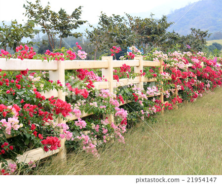 flower garden background flower garden background 21954147