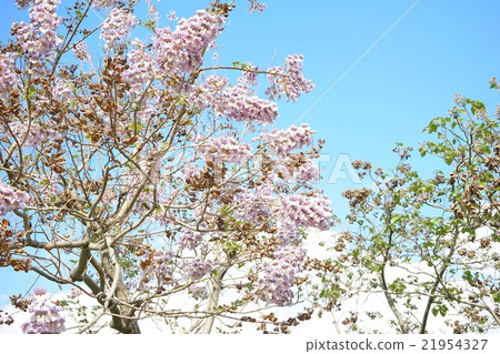 Tung blossoms in full bloom 21954327