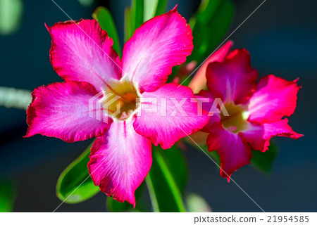 Pink flower, Desert rose flowers 21954585