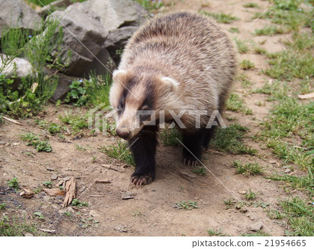 Hole bear badger badger two horn amagama (Yorii Town in Saitama Prefecture) Hole bear badger badger two horn amagama (Yorii Town in Saitama Prefecture) 21954665