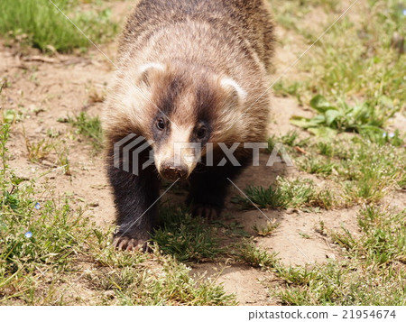 洞熊獾獾兩角amagama(埼玉縣Yorii鎮) 洞熊獾獾兩角amagama(埼玉縣Yorii鎮) 21954674