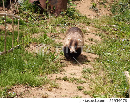 洞熊獾獾兩角amagama(埼玉縣Yorii鎮) 洞熊獾獾兩角amagama(埼玉縣Yorii鎮) 21954678