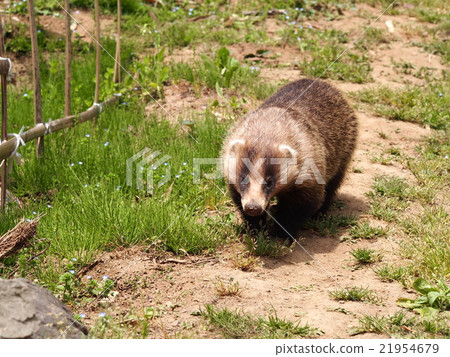 洞熊獾獾兩角amagama(埼玉縣Yorii鎮) 洞熊獾獾兩角amagama(埼玉縣Yorii鎮) 21954679