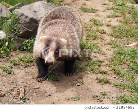 Hole bear badger badger two horn amagama (Yorii Town in Saitama Prefecture) Hole bear badger badger two horn amagama (Yorii Town in Saitama Prefecture) 21954692