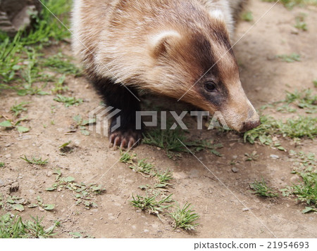 Hole bear badger badger two horn amagama (Yorii Town in Saitama Prefecture) 21954693