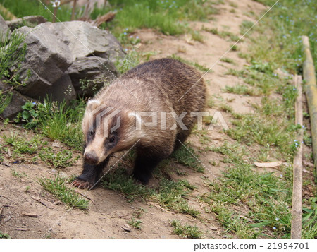 洞熊獾獾兩角amagama（埼玉縣Yorii鎮） 21954701