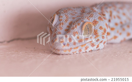 gecko on the wall gecko on the wall 21955015