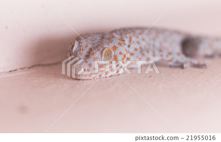 gecko on the wall gecko on the wall 21955016