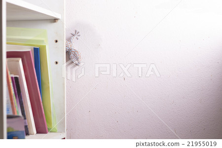 gecko on the wall gecko on the wall 21955019