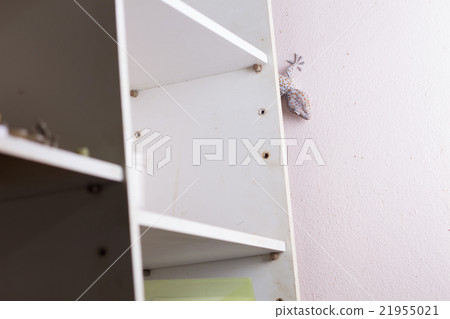 gecko on the wall gecko on the wall 21955021