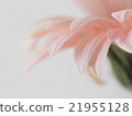 Gerbera's profile Gerbera's profile 21955128
