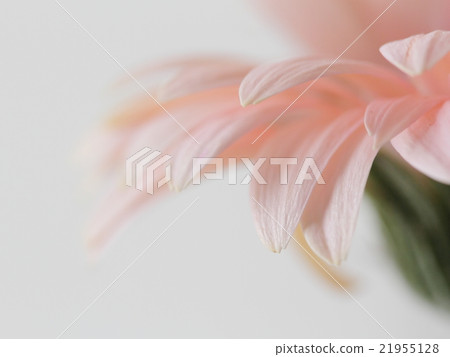 Gerbera's profile 21955128