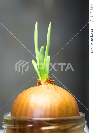 Green onion sprout 21955136