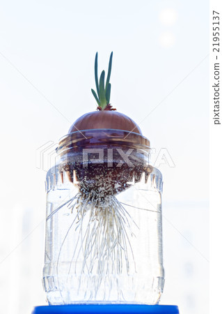 Green onion sprout in jar 21955137