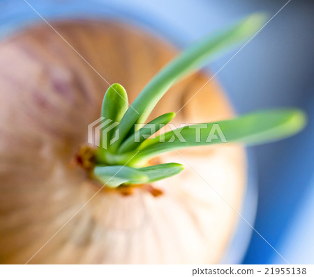 Fresh onion close 21955138