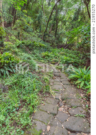 Scenery of mountain climbing road of saw mountain in summer 21955270