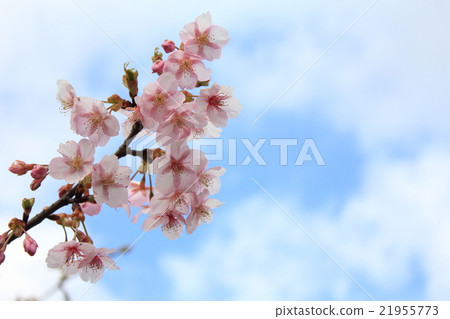 Cherry blossoms at the Central Botanical Garden in Toyama Prefecture 21955773