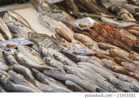 Fresh fish in the fish market - Greece Fresh fish in the fish market - Greece 21955881