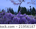 Wisteria of Kirishima Kiyoshi Park 21956187