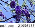 Wisteria of Kirishima Kiyoshi Park 21956188