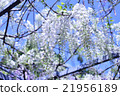 Wisteria of Kirishima Kiyoshi Park 21956189