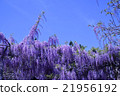 Wisteria of Kirishima Kiyoshi Park 21956192