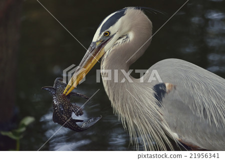 Great Blue Heron 21956341