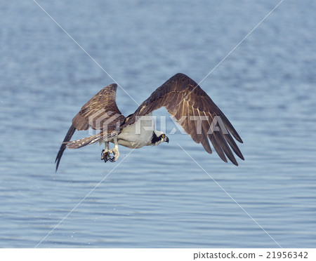 Osprey Eagle Fishing 21956342