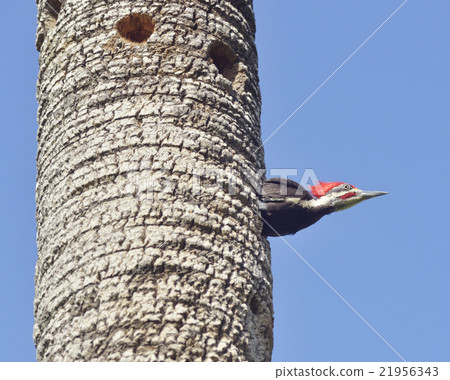 Male Pileated Woodpecker Male Pileated Woodpecker 21956343