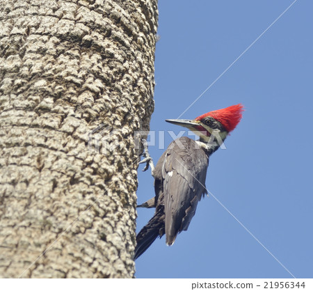 Male Pileated Woodpecker Male Pileated Woodpecker 21956344