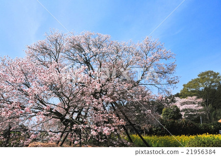 Kurakubi的櫻花Fumaoka 21956384