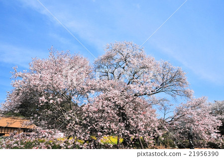 Sakura Fumaoka of Kurakubi 21956390