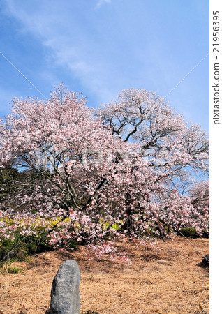 Sakura Fumaoka of Kurakubi 21956395