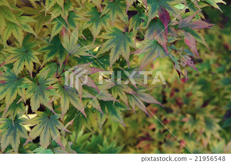 autumn leaves background autumn leaves background 21956548