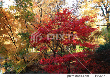 color autumn forest color autumn forest 21956549
