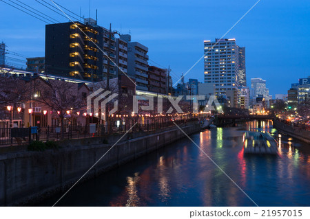 Night view during the Ooka River Sakura Festival 1 21957015