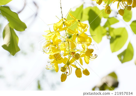 Golden Shower (Golden Shower) 21957034