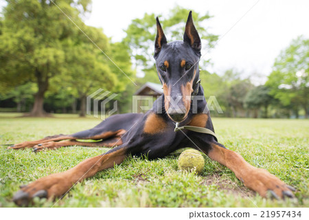 Doberman playing with tennis ball Doberman playing with tennis ball 21957434