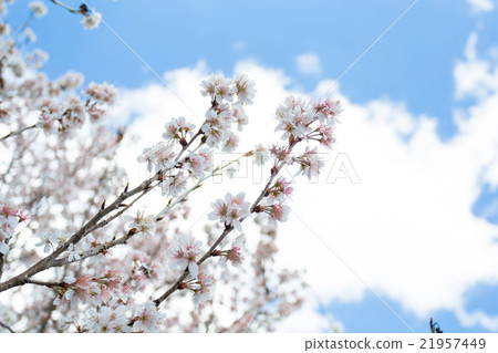 Thin mimakusuka cross 21957449