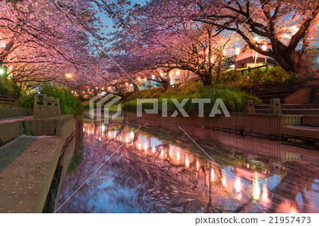 Cherry blossom trees of the former Arakawa River that was lighted up 21957473