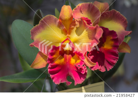 Beautiful orchid Beautiful orchid 21958427