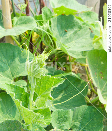 Vine of benincasa hispida Vine of benincasa hispida 21958502