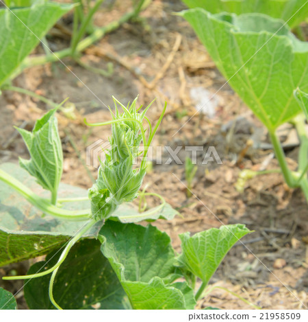 Vine of benincasa hispida Vine of benincasa hispida 21958509