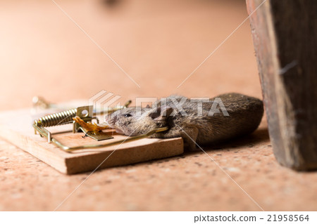 Mouse in the mouse trap Mouse in the mouse trap 21958564